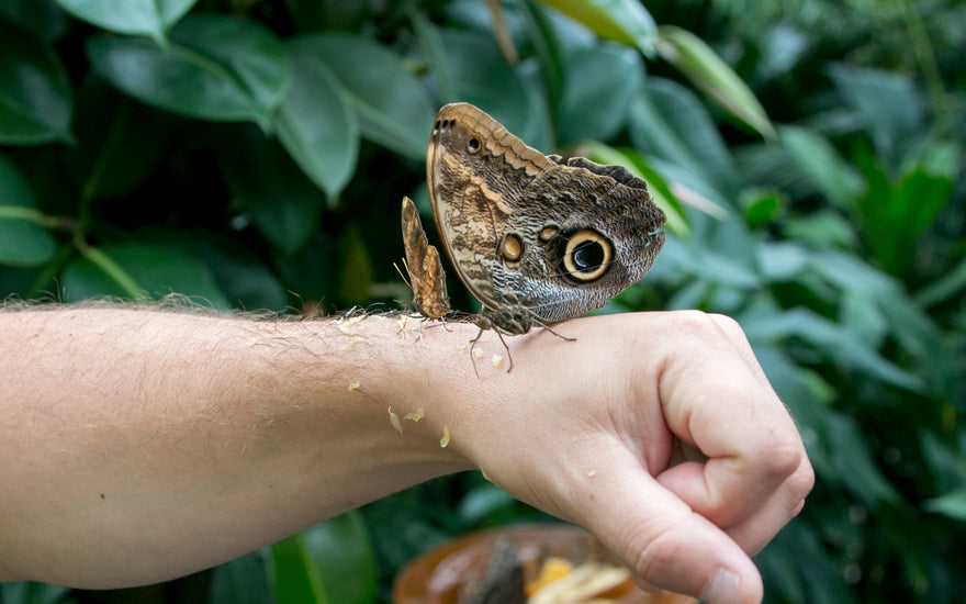 A butterfly resting on a person's hand with fruit food, set against a backdrop of lush green plants