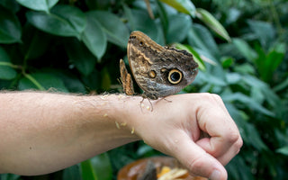 A butterfly resting on a person's hand with fruit food, set against a backdrop of lush green plants